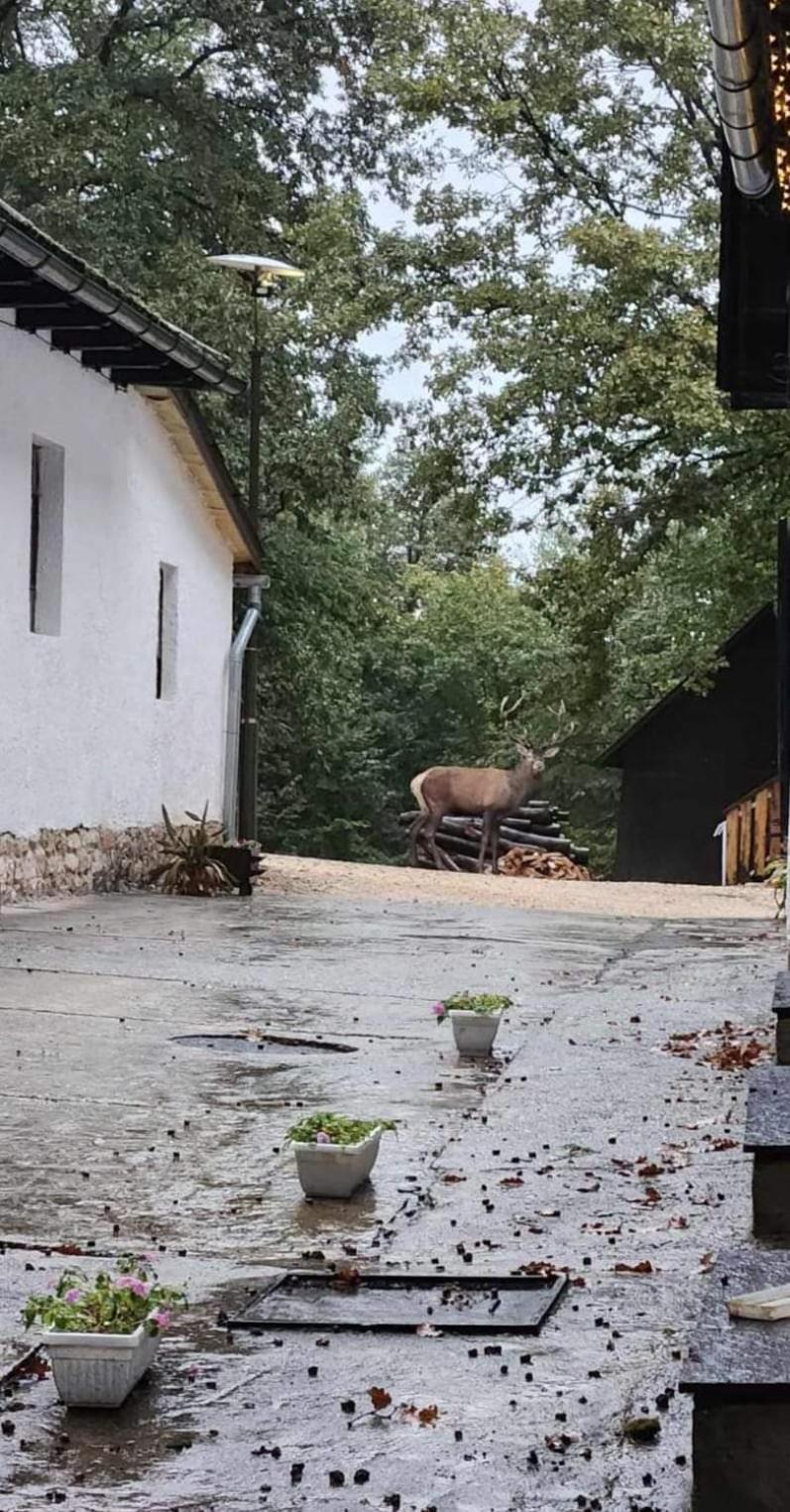 Deja Vu Szallas & Rendezveny Zirc Bagian luar foto
